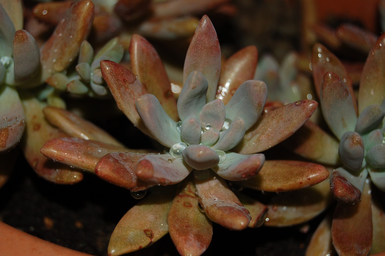 How to Propagate Succulents